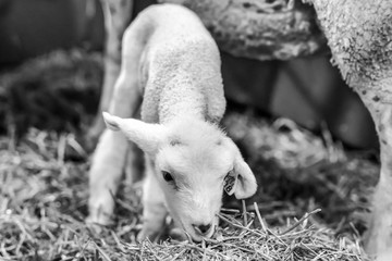 baby lamb newborn