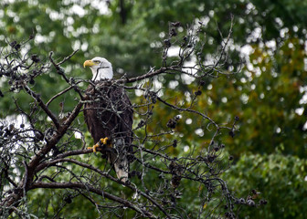 bald eagle in trees and flying