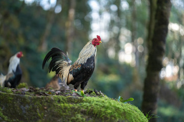 Small bread of fowl on mossy rock in wood