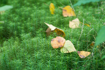 autumn birch leaves on mossy background