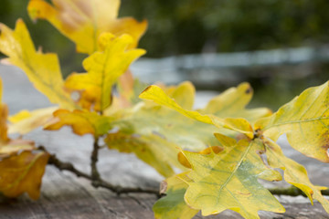yellow fallen autumn oak leaves on wooden background