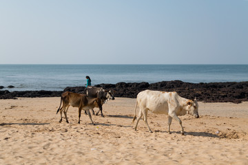 Fototapeta na wymiar Cows roaming around at a beach in Goa 