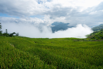 Obraz premium Terraced rice field landscape with low clouds in Y Ty, Bat Xat district, Lao Cai, north Vietnam