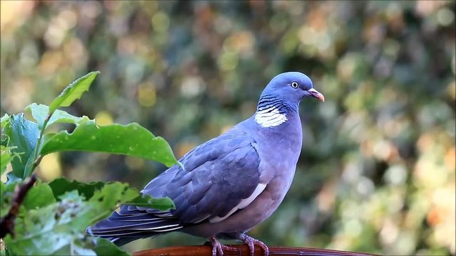 closeup pigeon, columba palumbus

