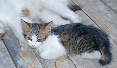 kitten with short tail