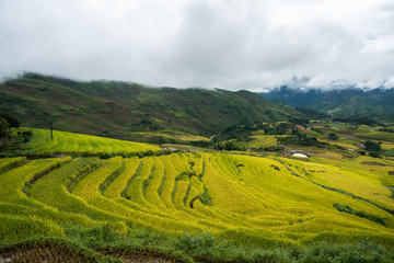 Terraced rice field landscape in harvesting season in Y Ty, Bat Xat district, Lao Cai, north Vietnam