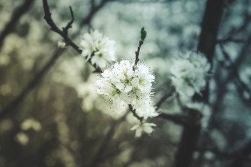 Little flowers