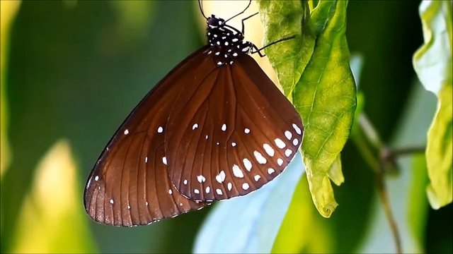 striped blue crow butterfly
