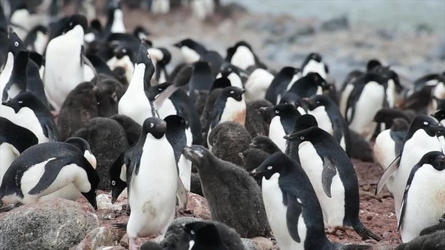 Adelie Penguin with chicks