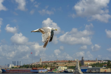 Single seagull flying in a sky as a background