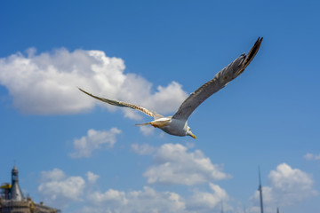 Single seagull flying in a sky as a background