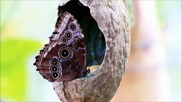 Blue Morpho butterfly, Morpho peleides
