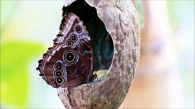 Blue Morpho butterfly, Morpho peleides
