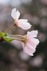十月桜, Prunus x subhirtella ‘Autumnalis’