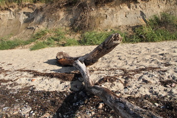 Treibholz am Ostseestrand 3