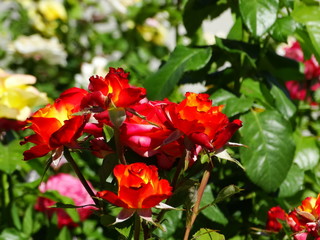 Bushes of multi-colored roses