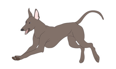 dog running, color, vector