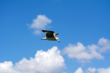 Single seagull flying in a sky as a background