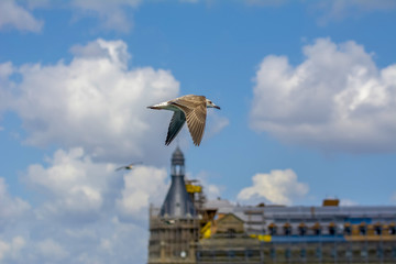 Single seagull flying in a sky as a background