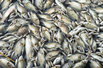 Dead fish floated in the water