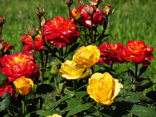 Obraz na płótnie Canvas Bushes of multi-colored roses