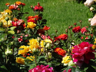 Bushes of multi-colored roses