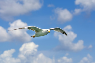 Single seagull flying in a sky as a background