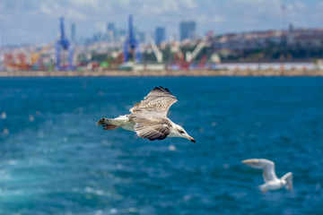 Single seagull flying in a sky as a background
