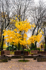 Bright yellow leaves on a young tree in a public park, autumn leaves, fall colors
