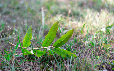 green leaf on the dry grass in sunny day