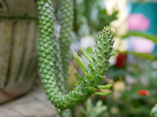 Ornamental Hemp Cacust in a garden after rain