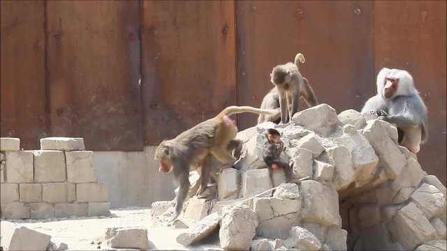 baboon family in a wildlife zoo
