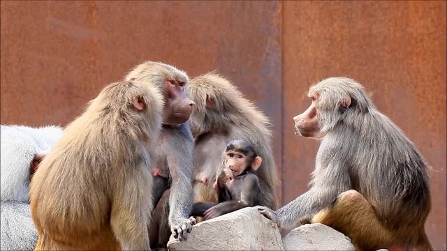 baboon family in a wildlife zoo
