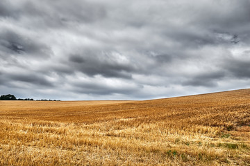 Wide open harvested wheat field underneath a grey, overcast sky.