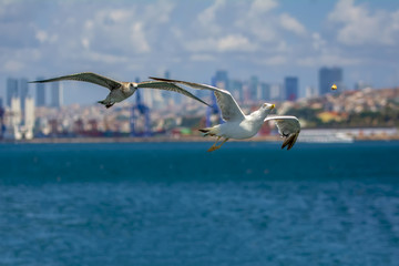 Seagulls flying in the blue sky.
