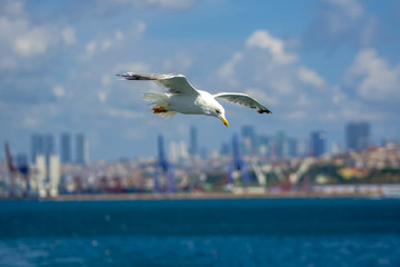 Single seagull flying in a sky as a background