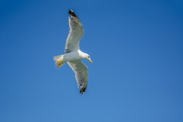 Single seagull flying in a sky as a background