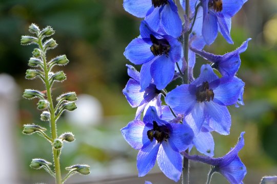 The flowers of the blue delphinium shine in the sun in the garden close-up.