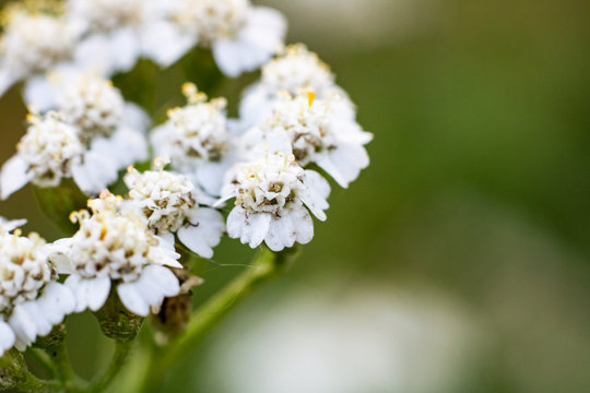 White beautiful flower, mackro photo