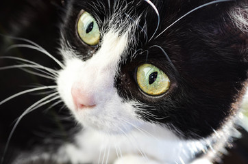 *schwarz weiße Katze Nahaufnahme *