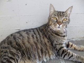adult wise gray striped cat with beautiful intelligent eyes