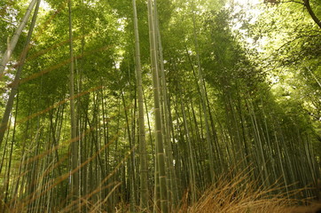 Fototapeta na wymiar Arashiyama Bambuswald