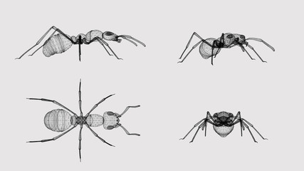 ant 3d illustration graphics, microscopic four views, front, side, top