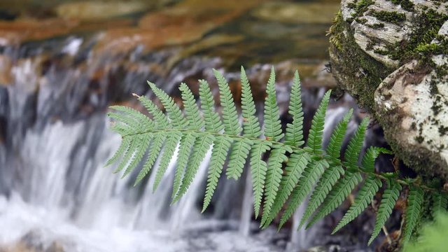 Close up of green fern with soft waterfall in b/grd