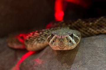 Snake