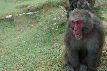 Iwatayama Monkey Park: Close-Up eines Affen