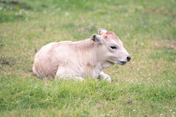 Kalb auf Wiese