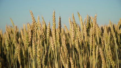 Ears of golden wheat. golden ripe ears of wheat in field. Wheat in warm sunlight