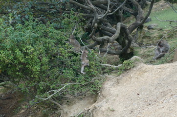 Iwatayama Monkey Park: Affen turnen im Baum