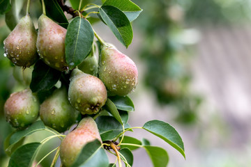 A green pear on a tree after a rain in droplets of dew.